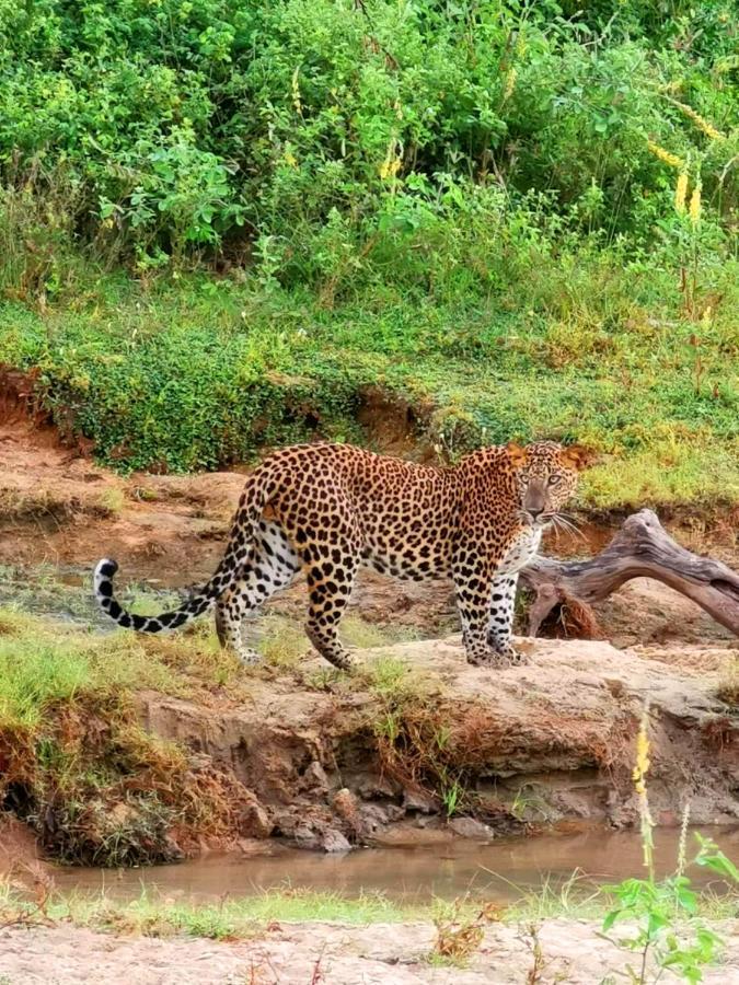 Julia Safari Inn Тіссамахарама Екстер'єр фото